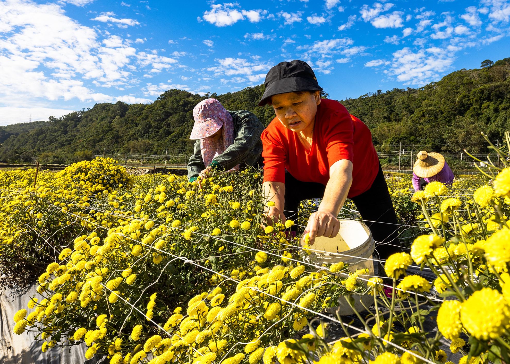 優選 楊泔泉 採菊5